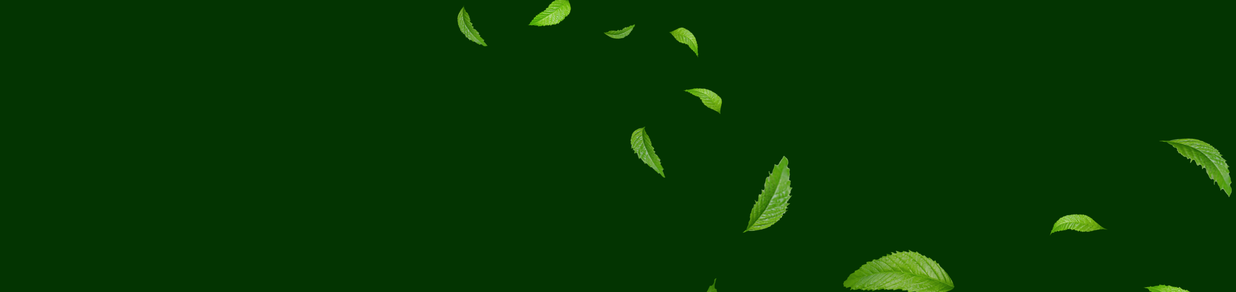 Green Leaves on a Dark Background