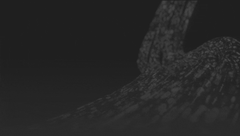 Fond noir abstrait avec motifs d’écoulement numériques